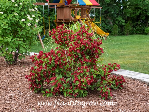 Maroon Swoon Weigela (Weigela florida)
Pictures are in early June